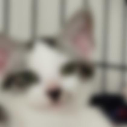 さちさん