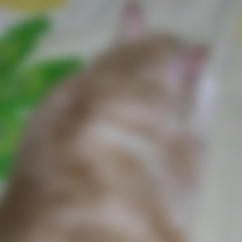 ねこミ