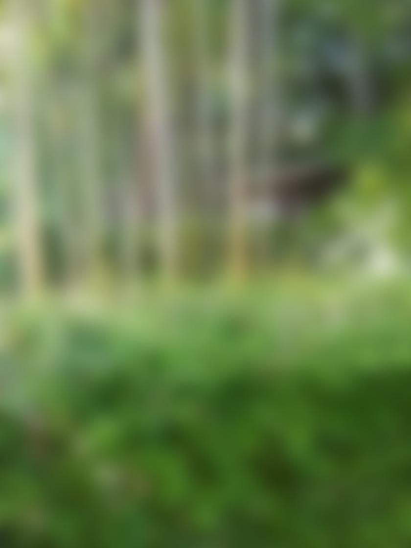 タイトル