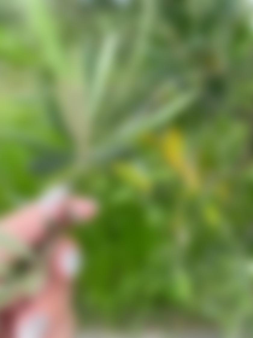 タイトル