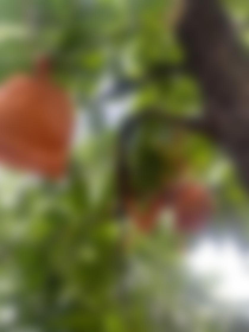 タイトル