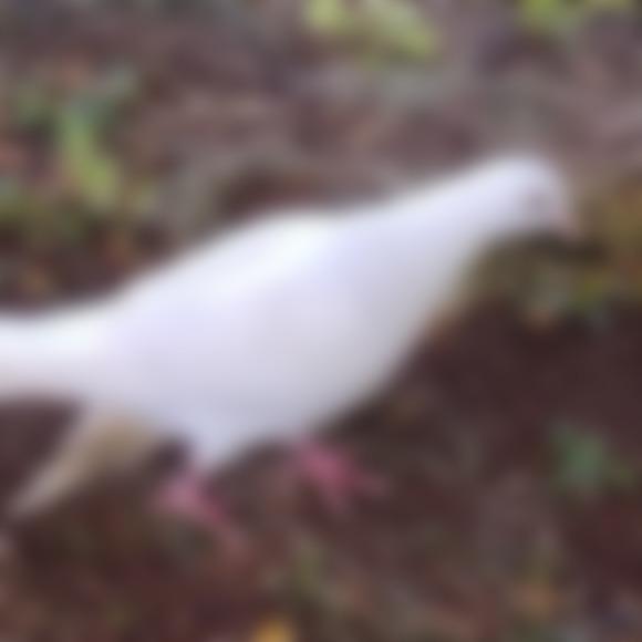 あさひ005