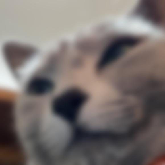 トニー（🐈好き)
