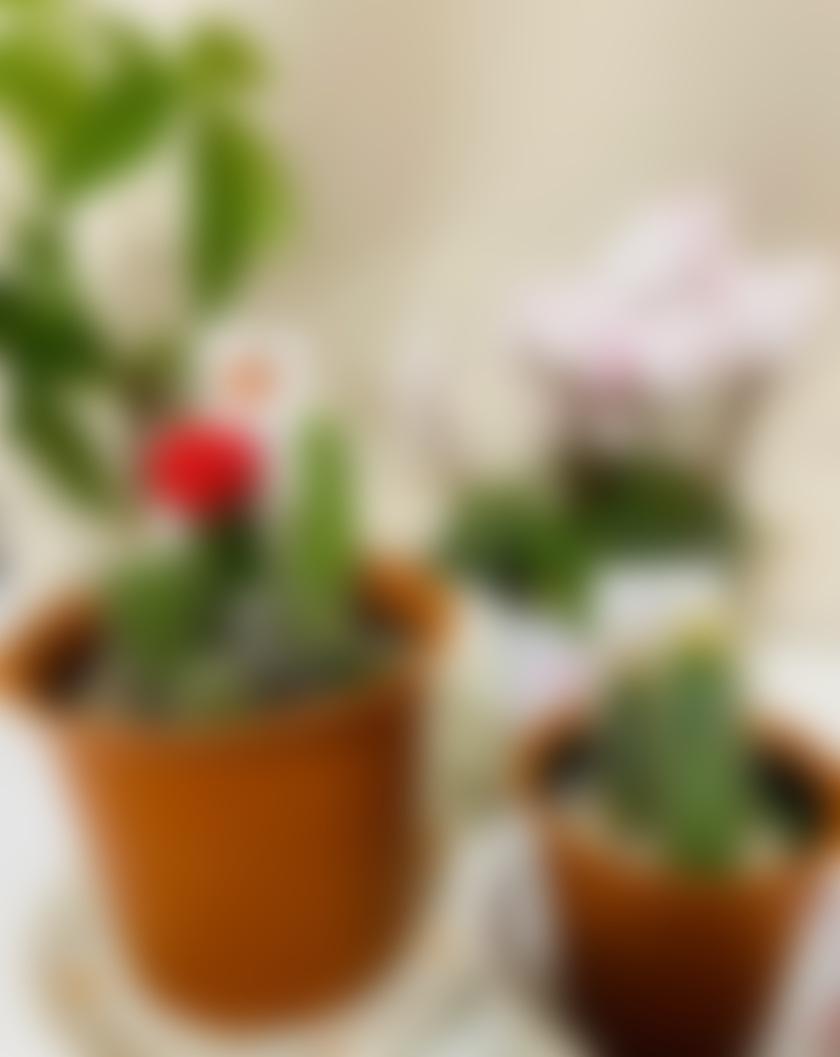 タイトル