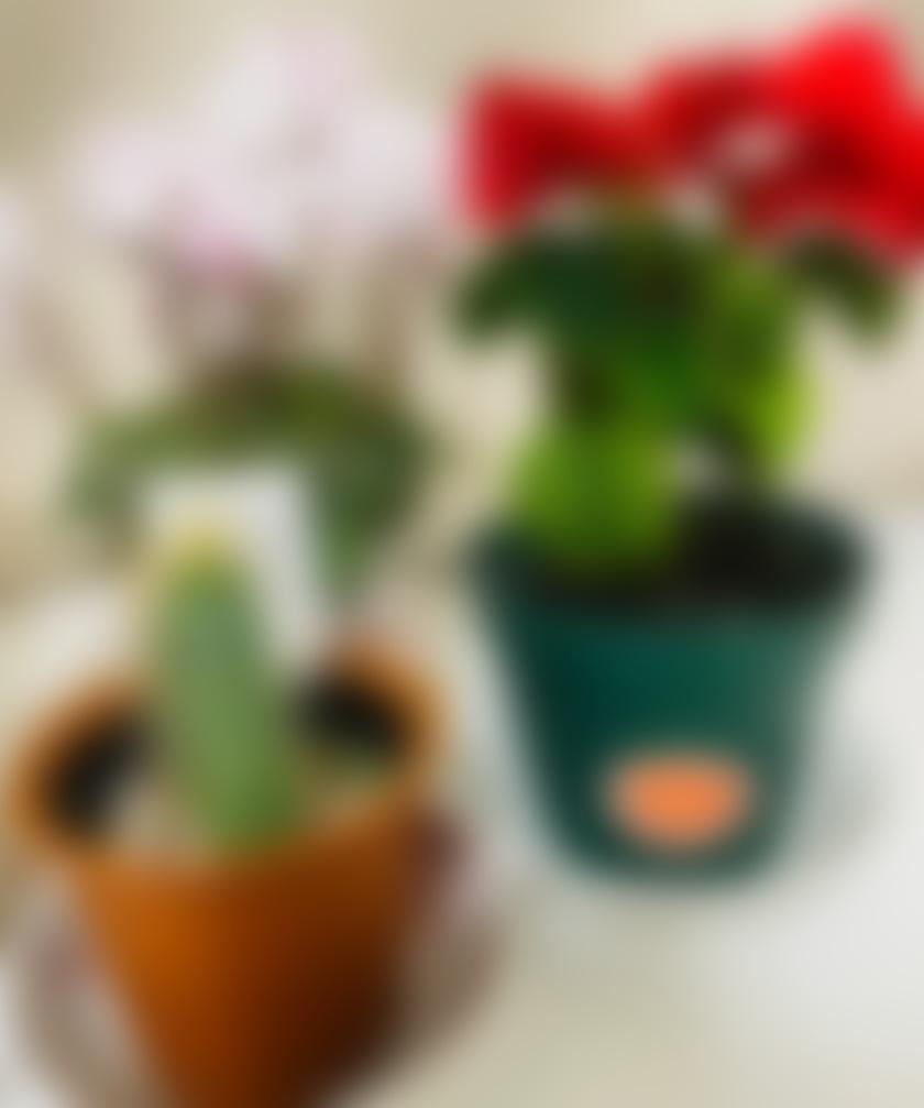 タイトル