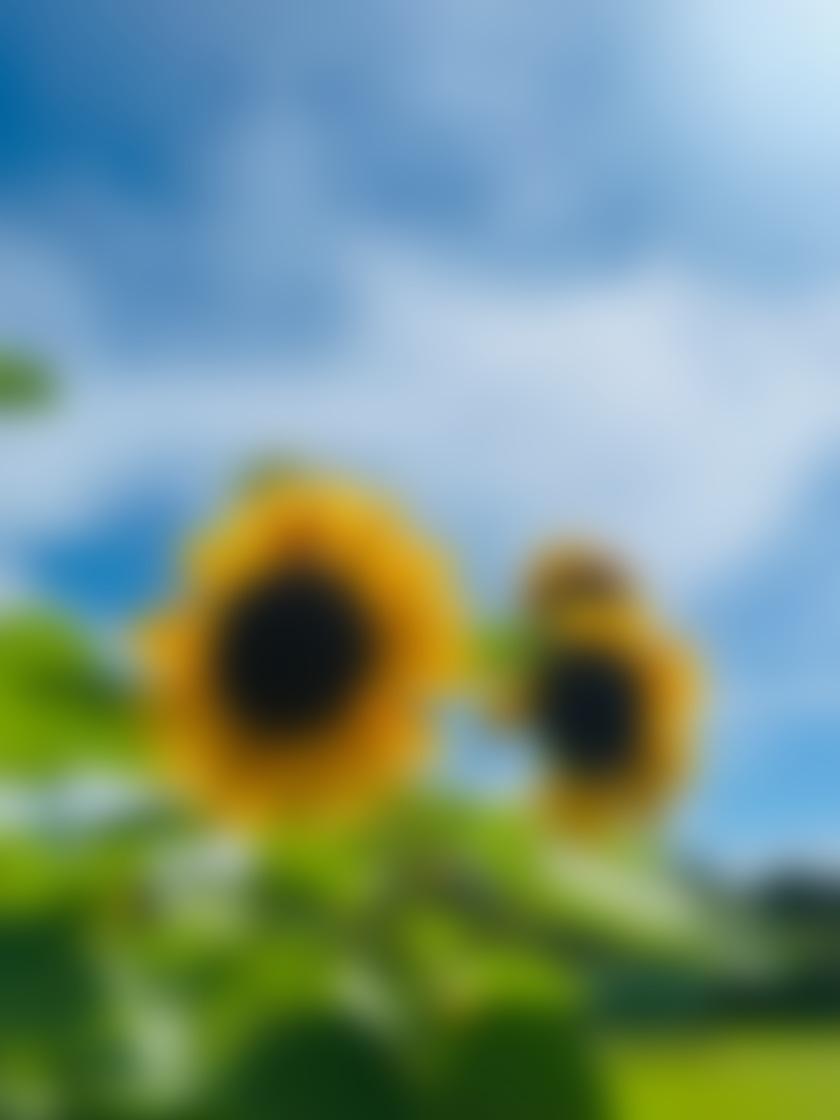タイトル