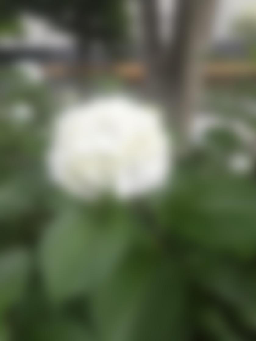タイトル
