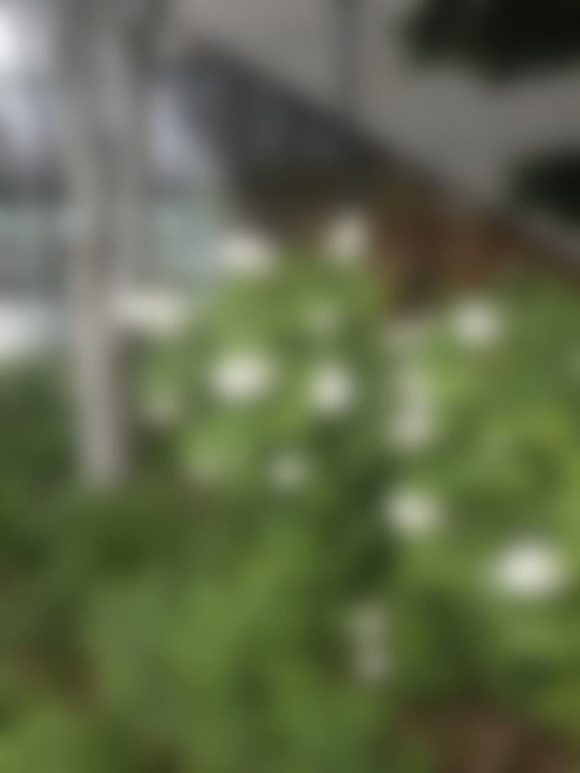 タイトル