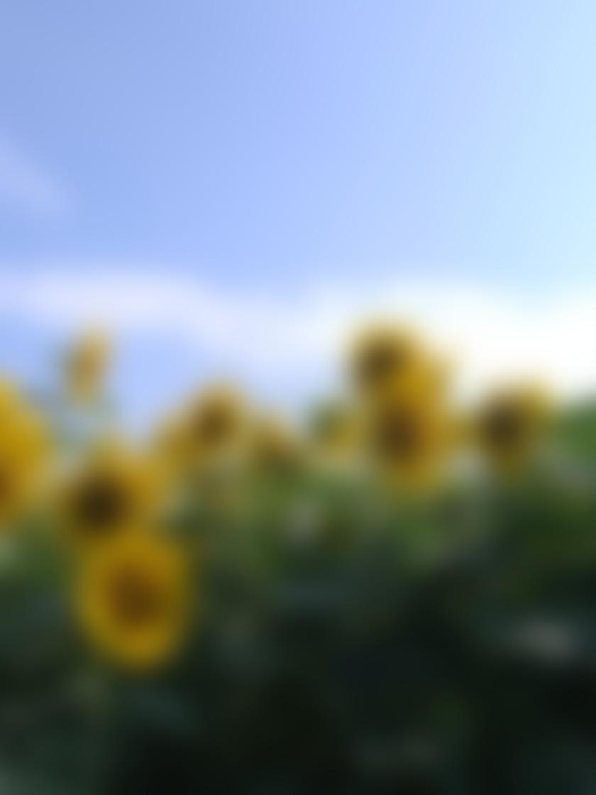 タイトル