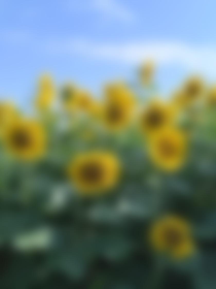 タイトル